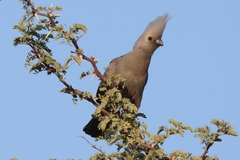 Corythaixoides concolor pallidiceps