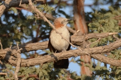 Turdoides gymnogenys