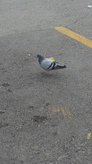 Columba livia