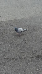 Columba livia
