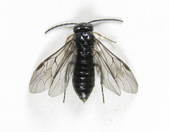 Monophadnoides rubi