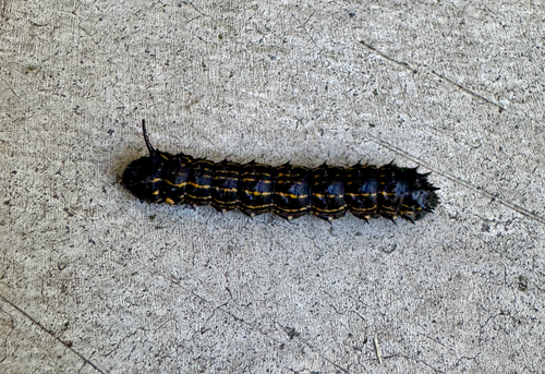 Yellow-striped Oakworm Moth photo 3