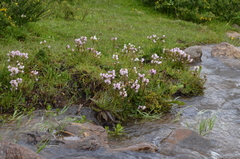 Pedicularis rhinanthoides