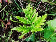 Sceptridium robustum