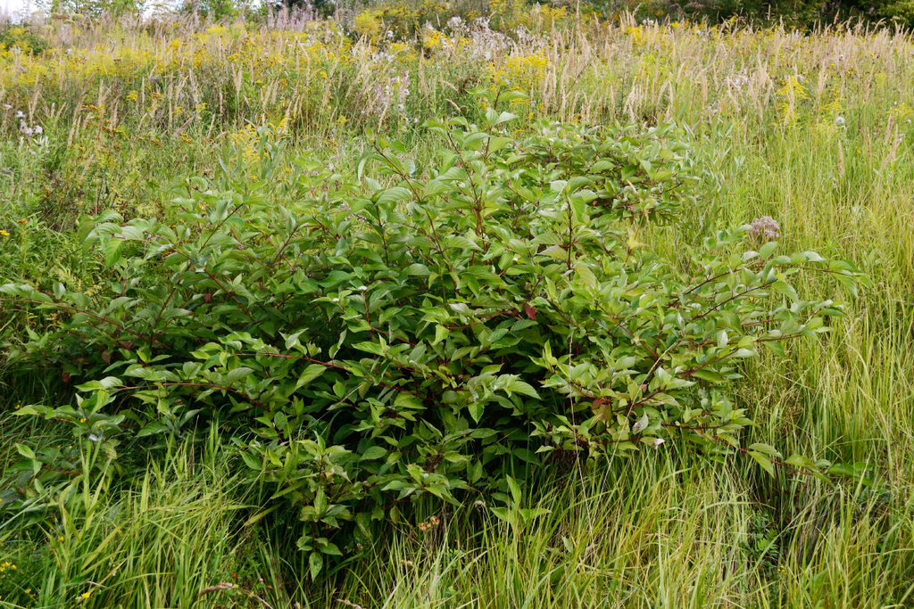 Red-barked dogwood (Cornus alba)