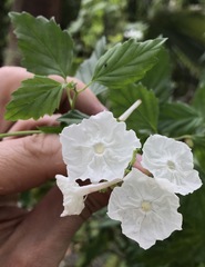 Varronia serrata