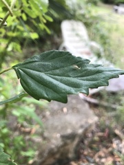 Varronia serrata