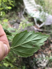 Varronia serrata