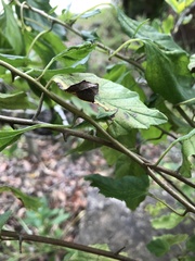Varronia serrata