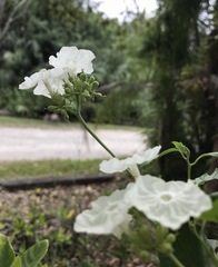 Varronia serrata