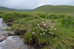 Pedicularis rhinanthoides