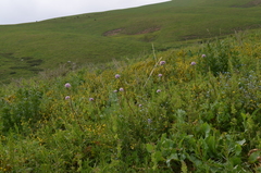 Valeriana turkestanica