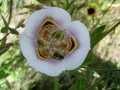 Calochortus superbus