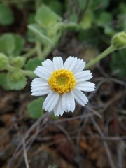 Amauria rotundifolia