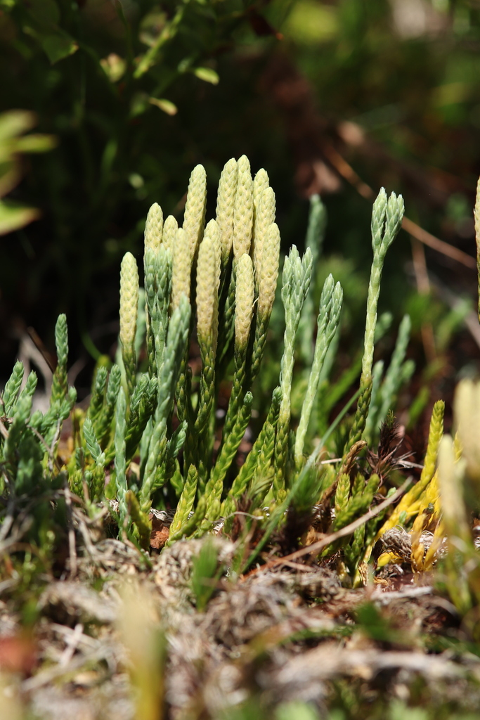 alpine clubmoss