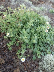 Amauria rotundifolia