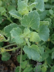 Amauria rotundifolia