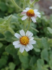 Amauria rotundifolia