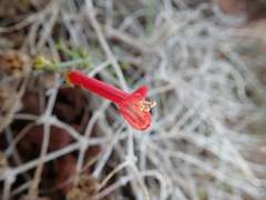 Gambelia juncea