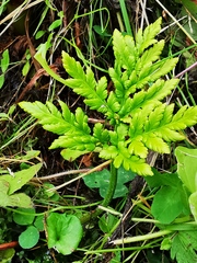 Sceptridium robustum