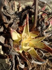 Dudleya cultrata