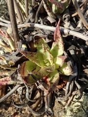Dudleya cultrata