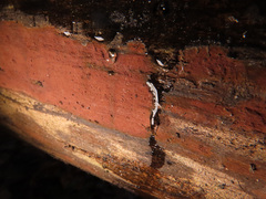 Hypoxylon rubiginosum