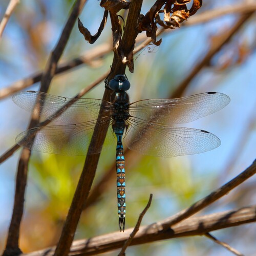 iNaturalist observation photo of Blue-eyed Darner