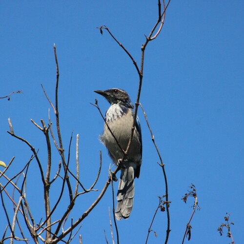 iNaturalist observation photo of California Scrub-Jay