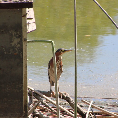 iNaturalist observation photo of Green Heron