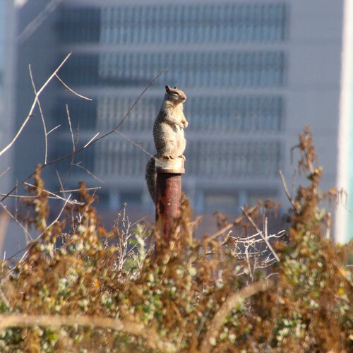 iNaturalist observation photo of California Ground Squirrel