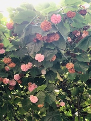 Dombeya × cayeuxii