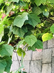 Dombeya × cayeuxii
