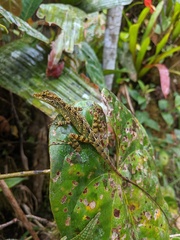 Anolis dracula