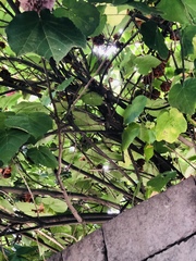 Dombeya × cayeuxii