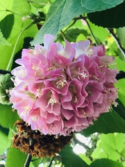 Dombeya × cayeuxii