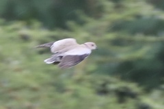 Streptopelia vinacea