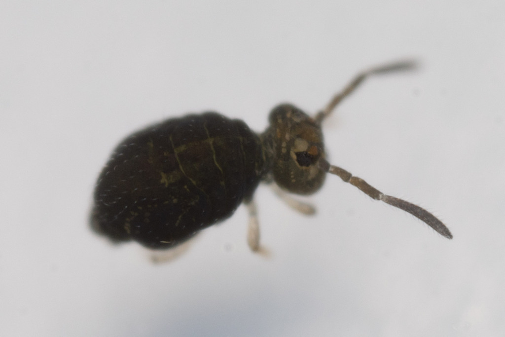Sminthurinus domesticus