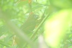 Cyanoloxia cyanoides