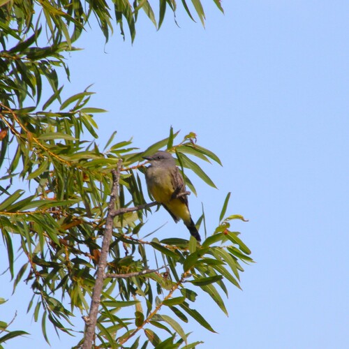 iNaturalist observation photo of Cassin's Kingbird