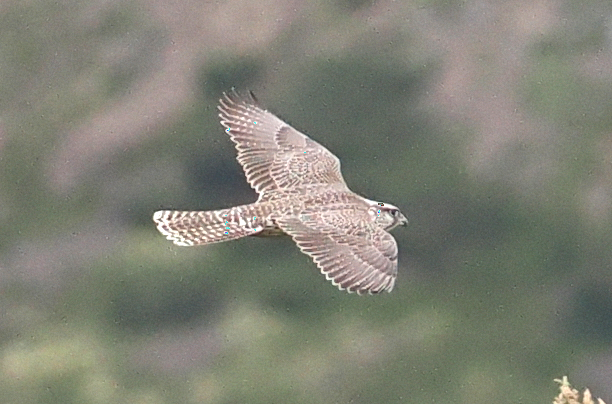 Gyrfalcon