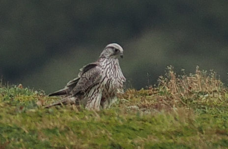 Gyrfalcon
