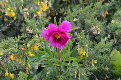 Paeonia intermedia