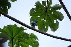 Cotinga ridgwayi