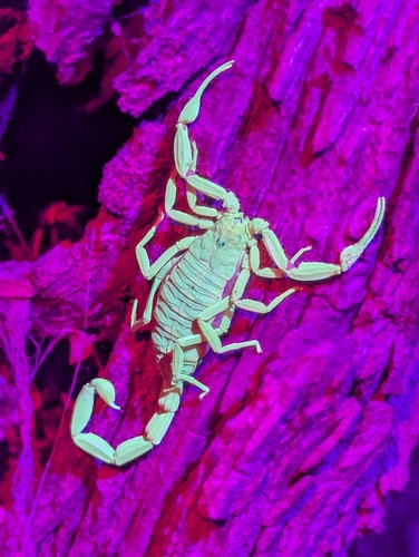 Arizona Bark Scorpion