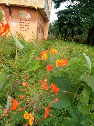 peacock flower