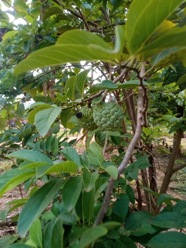 Sweetsop