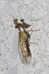 Mantispa styriaca