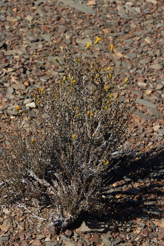 Nasty Resinbush (Pteronia sordida)