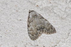 Meganola strigula